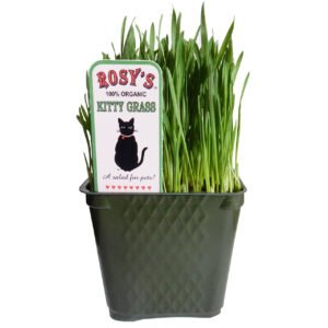 Rosy’s 100% Organic Kitty Grass for Pets